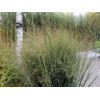 Proso rózgowate 'Northwind' | Panicum virgatum