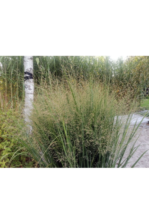 Proso rózgowate 'Northwind' | Panicum virgatum
