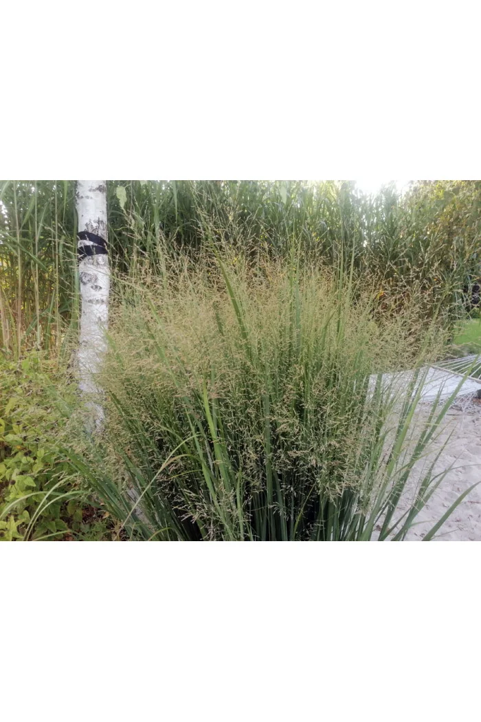 Proso rózgowate 'Northwind' | Panicum virgatum