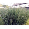 Proso rózgowate 'Northwind' | Panicum virgatum