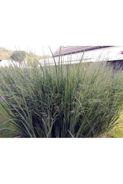 Proso rózgowate 'Northwind' | Panicum virgatum