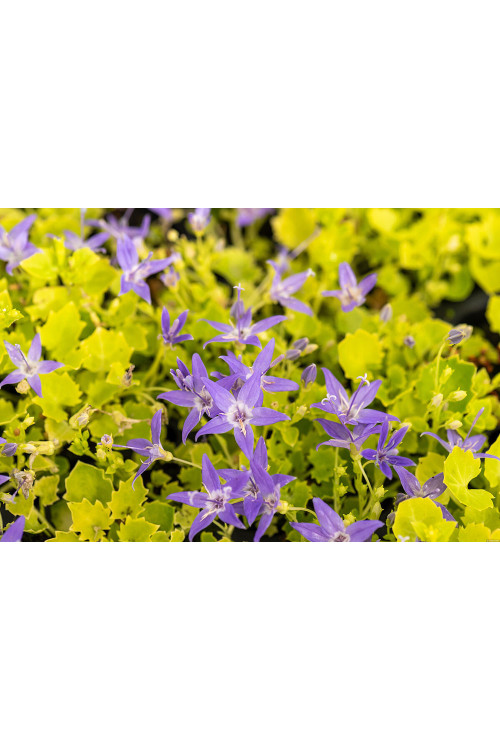 Dzwonek gargański 'Dickson's Gold' | Campanula garganica