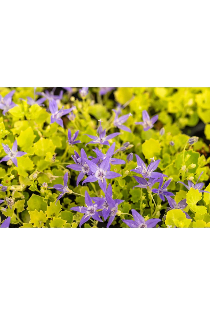 Dzwonek gargański 'Dickson's Gold' | Campanula garganica