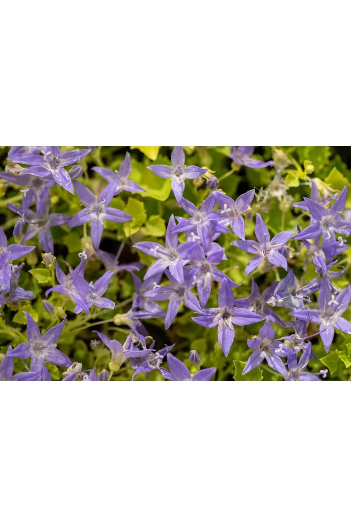 Dzwonek gargański 'Dickson's Gold' | Campanula garganica