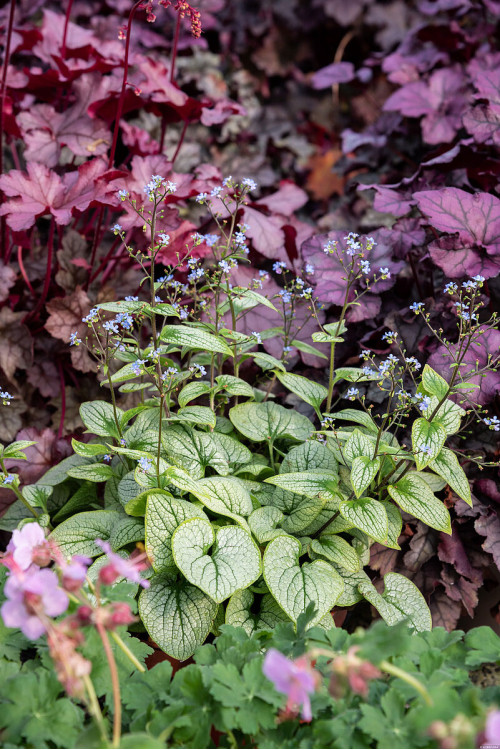 Brunnera 'Little Heart' | Brunnera 
