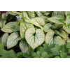 Brunnera 'Little Heart' | Brunnera 