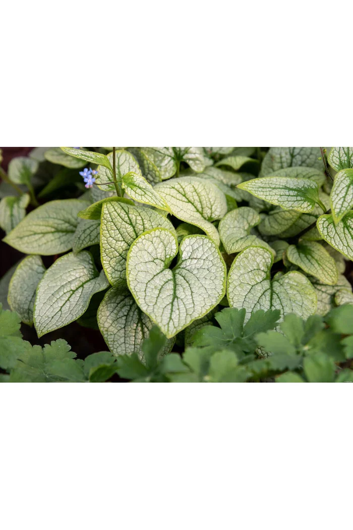 Brunnera 'Little Heart' | Brunnera 