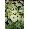 Brunnera 'Little Heart' | Brunnera 