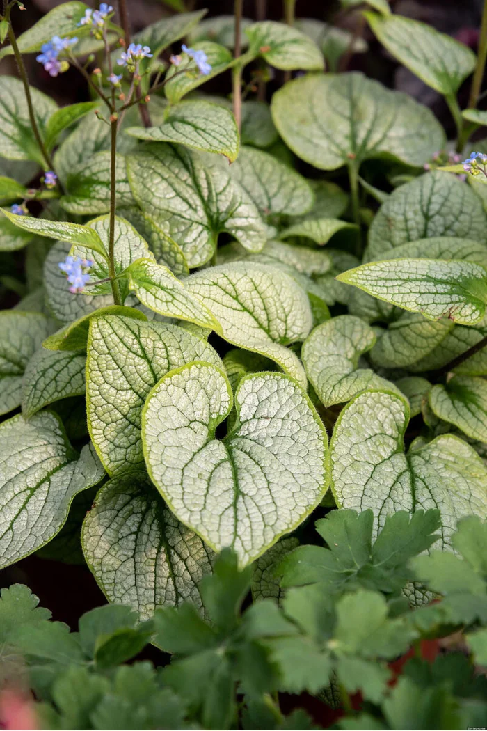 Brunnera 'Little Heart' | Brunnera 