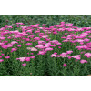 Krwawnik ogrodowy 'Skysail Bright Pink' | Achillea millefolia