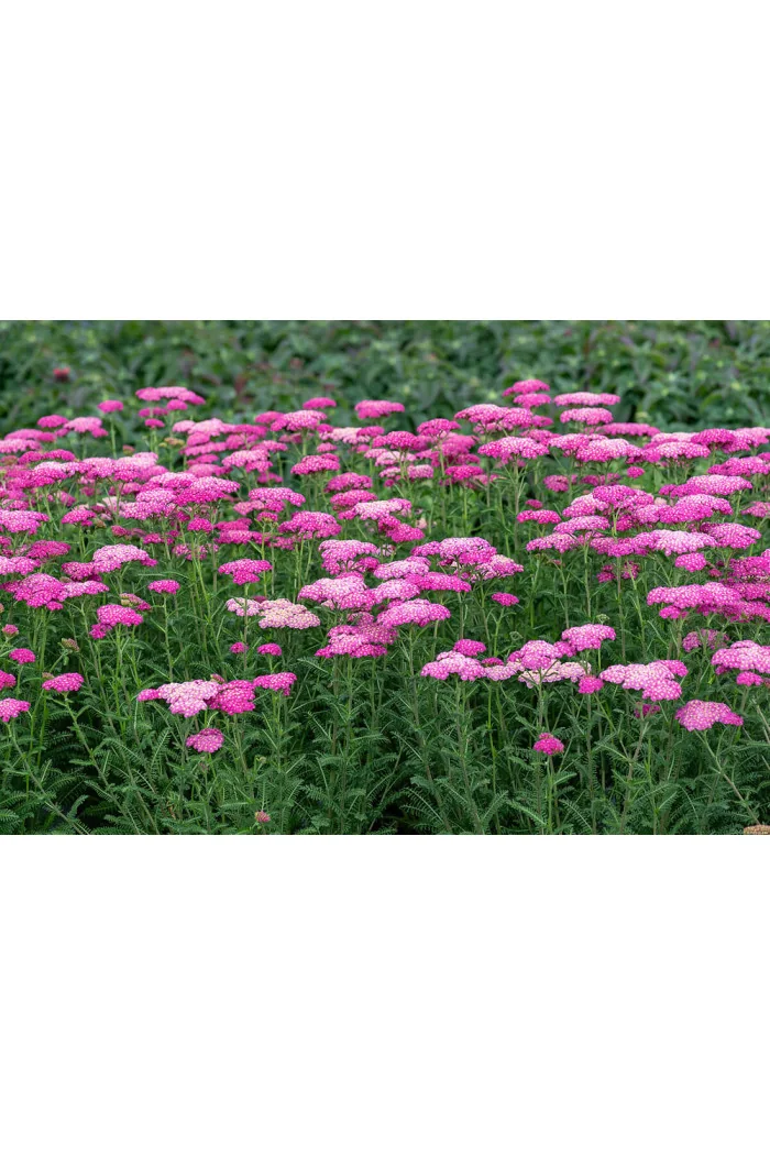 Krwawnik ogrodowy 'Skysail Bright Pink' | Achillea millefolia