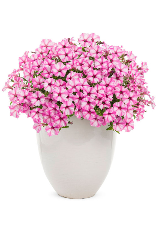 Supertunia MINI Vista 'Blue Violet'