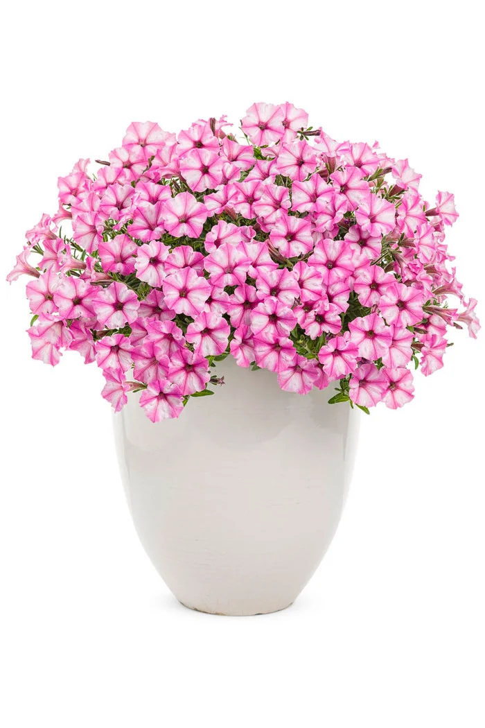 Supertunia MINI Vista 'Blue Violet'