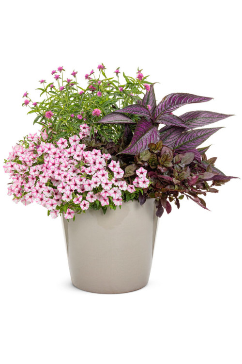 Supertunia MINI Vista 'Blue Violet'