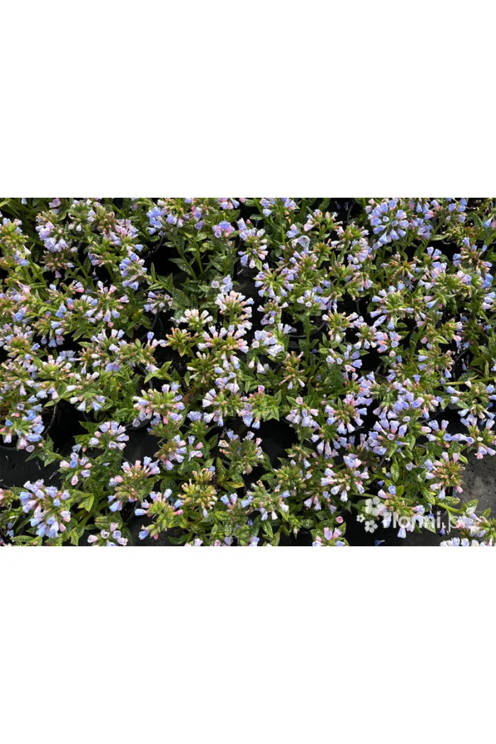 Miodunka 'Twinkle Toe' | Pulmonaria