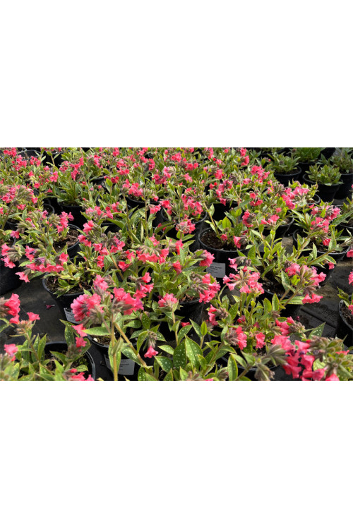 Miodunka 'Shrimps on the Barbie' | Pulmonaria