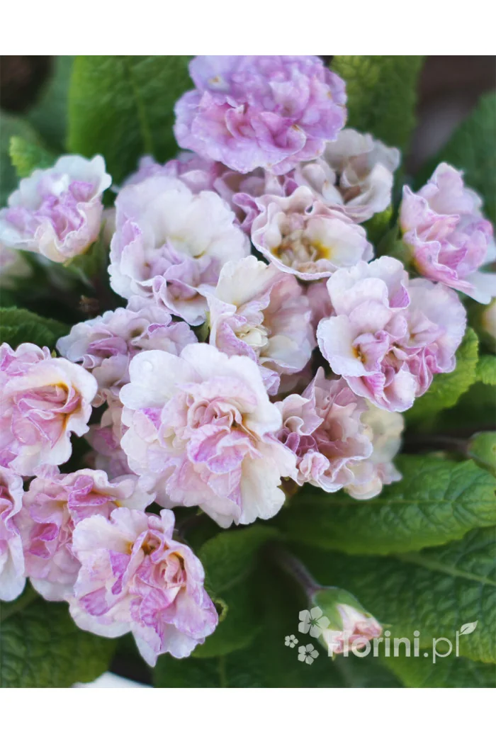 Pierwiosnek 'Belarina® Pink Champagne' | Primula