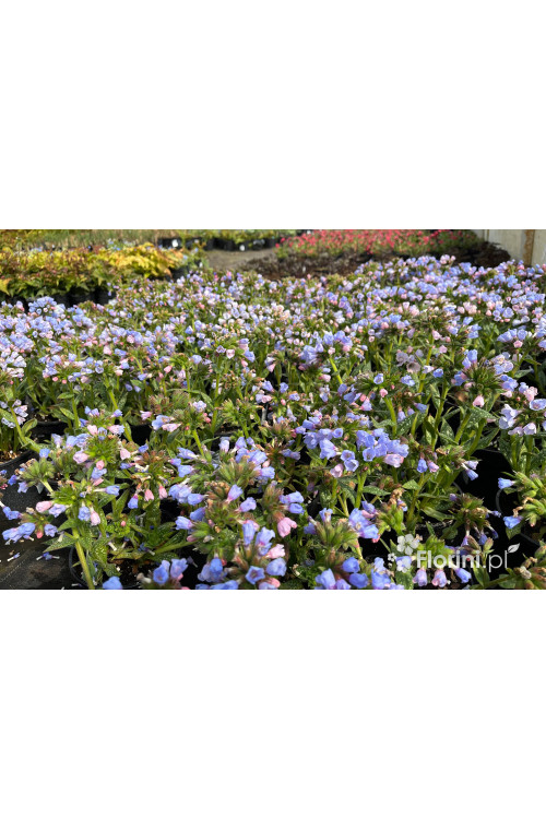 Miodunka 'Twinkle Toe' | Pulmonaria