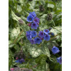 Miodunka 'Trevi Fountain' | Pulmonaria