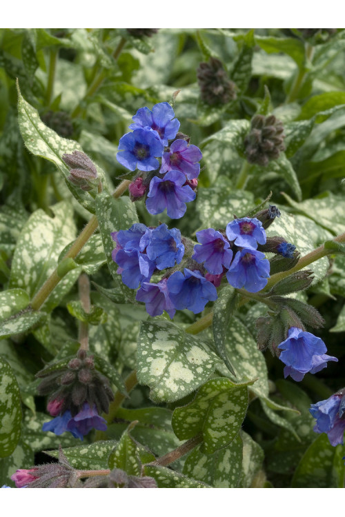 Miodunka 'Trevi Fountain' | Pulmonaria