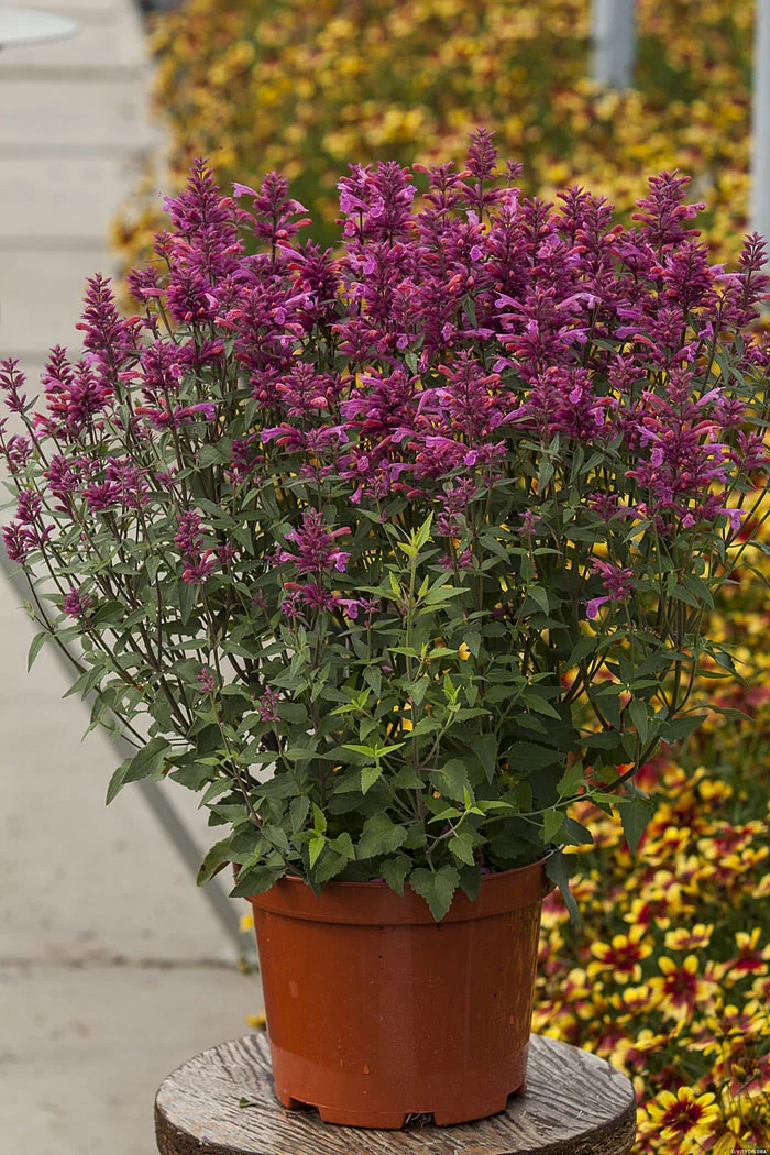 Kłosowiec 'Rosie Posie' | Agastache hybrida