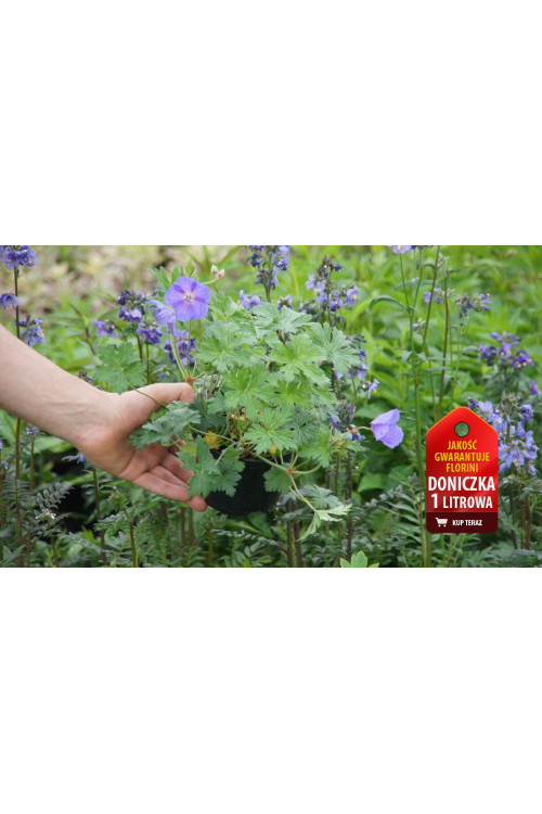 Bodziszek czerwony 'Frivolius Purple' | Geranium sanguineum