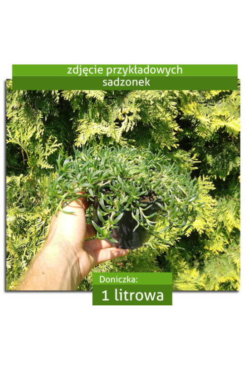 Słonecznica 'Solstice Scarlet Red' | Delosperma