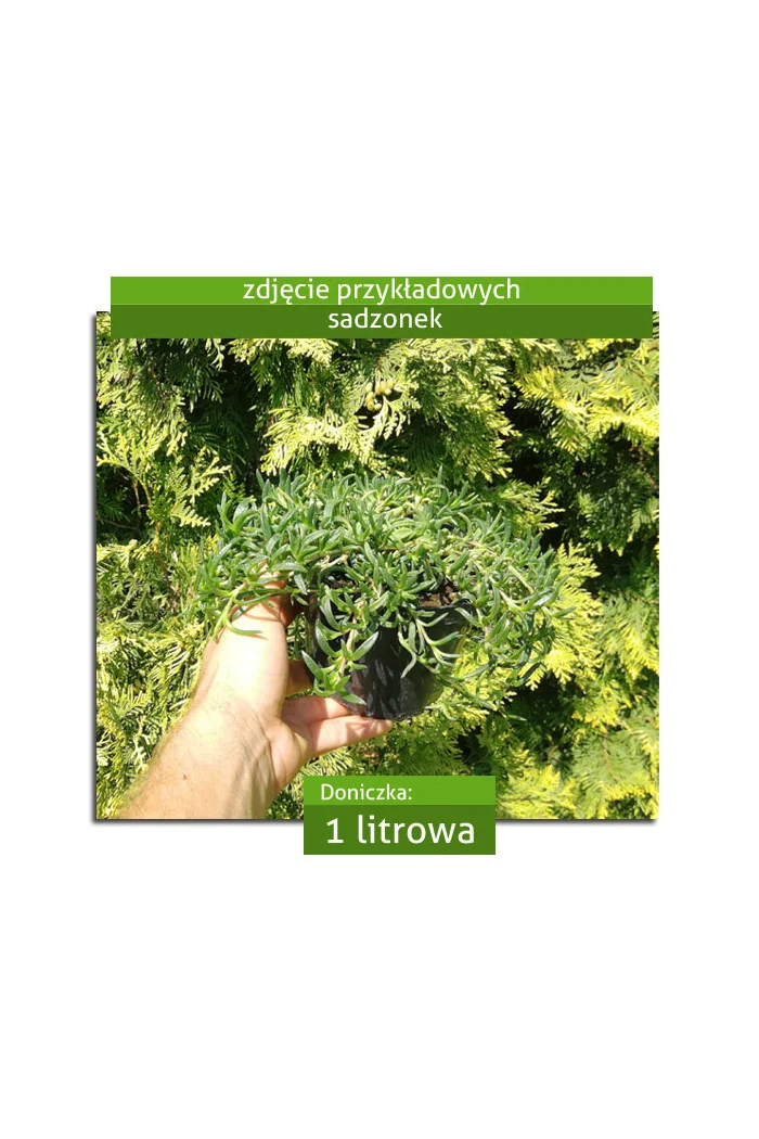 Słonecznica 'Solstice Purple Bicolour' | Delosperma