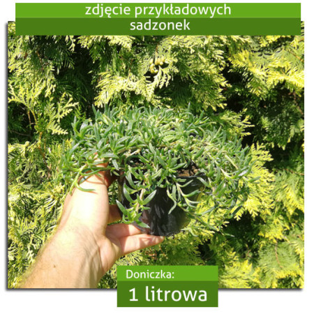 Słonecznica 'Solstice Purple Bicolour' | Delosperma