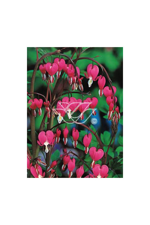 serduszka, serduszka valentine, dicentra valentine