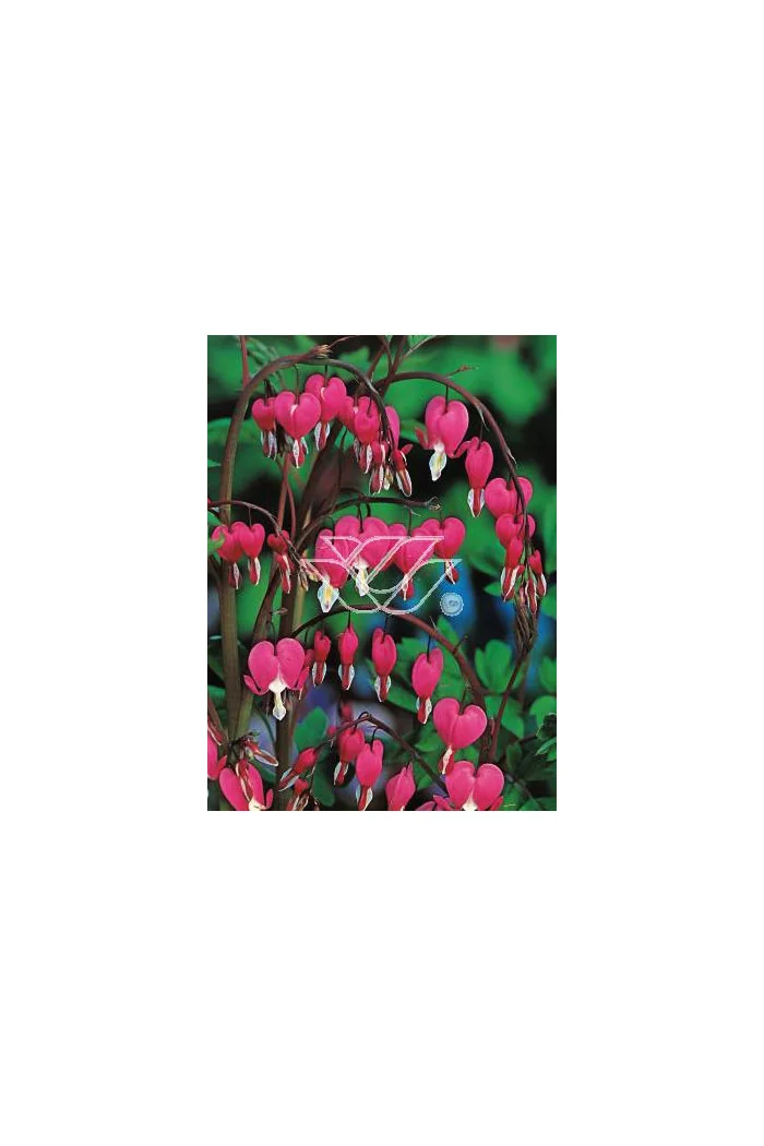 serduszka, serduszka valentine, dicentra valentine