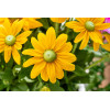 Rudbekia 'SmileyZ Passion' | Rudbeckia