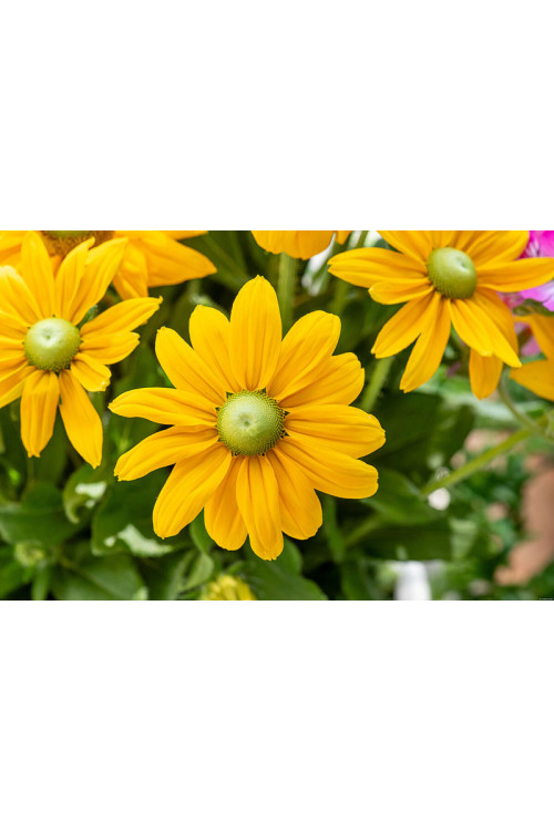 Rudbekia 'SmileyZ Passion' | Rudbeckia