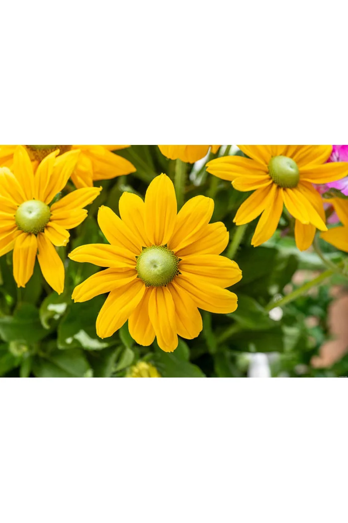 Rudbekia 'SmileyZ Passion' | Rudbeckia