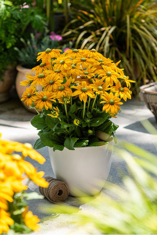 Rudbekia 'SmileyZ Passion' | Rudbeckia