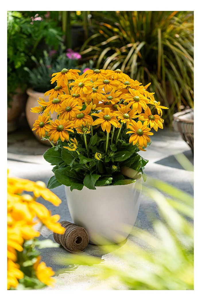 Rudbekia 'SmileyZ Passion' | Rudbeckia