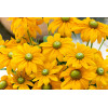 Rudbekia 'SmileyZ Passion' | Rudbeckia