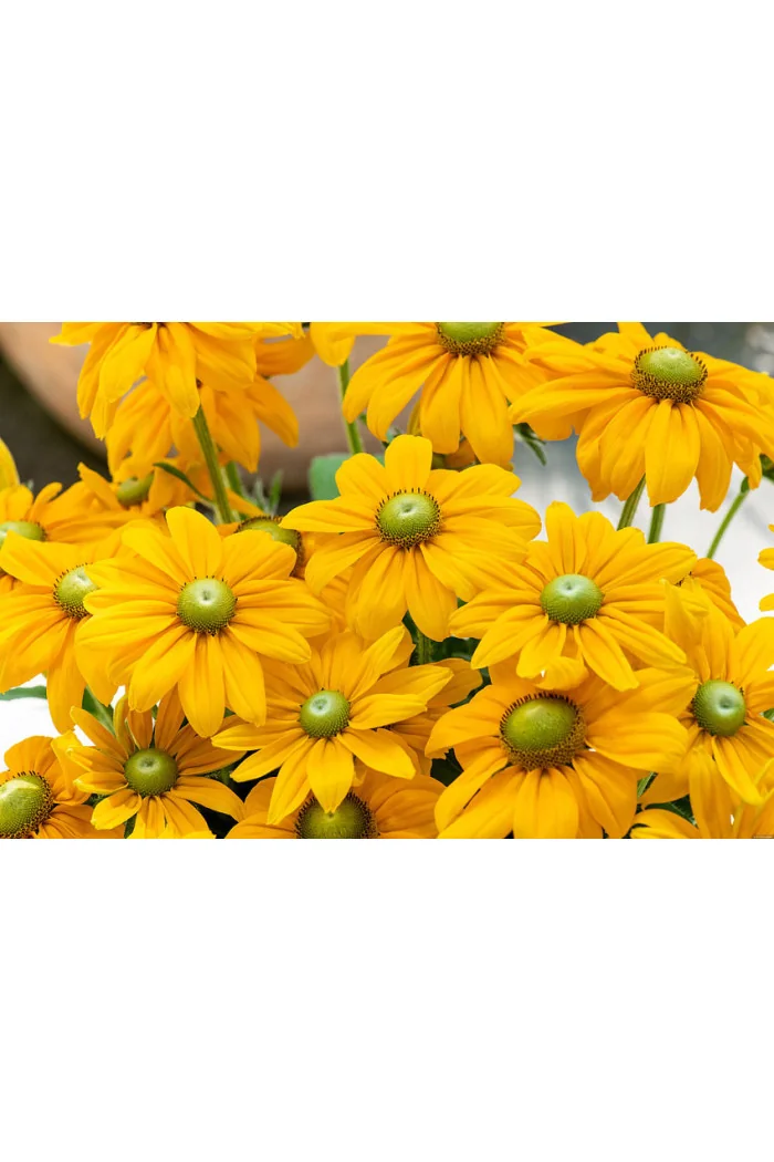 Rudbekia 'SmileyZ Passion' | Rudbeckia
