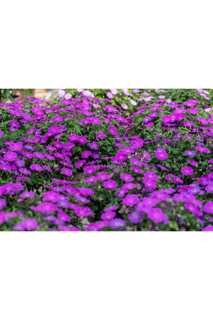 Bodziszek czerwony 'Frivolius Purple' | Geranium sanguineum