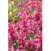 Kłosowiec 'Rosie Posie' | Agastache hybrida