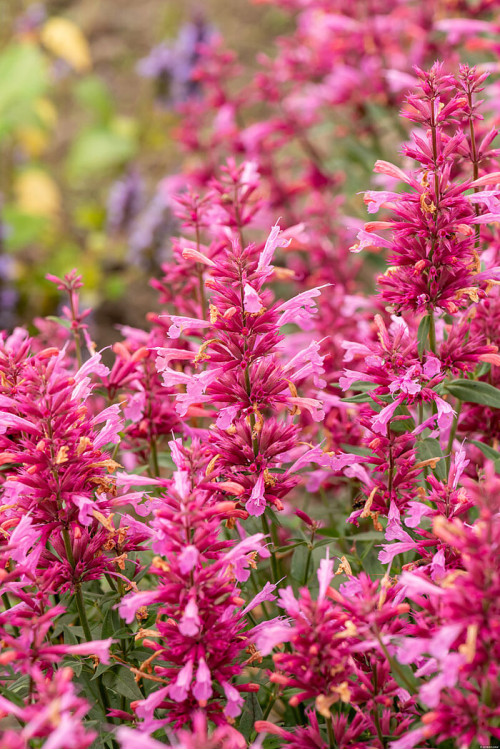 Kłosowiec 'Rosie Posie' | Agastache hybrida