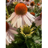 Jeżówka 'Garden Salmon' | Echinacea