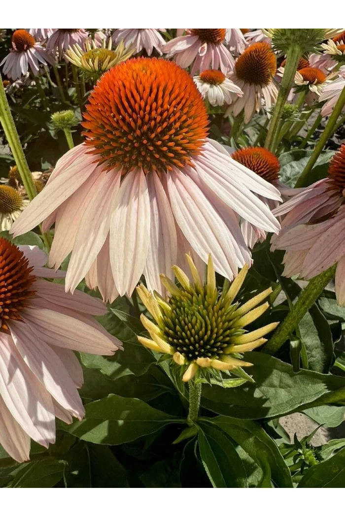 Jeżówka 'Garden Salmon' | Echinacea