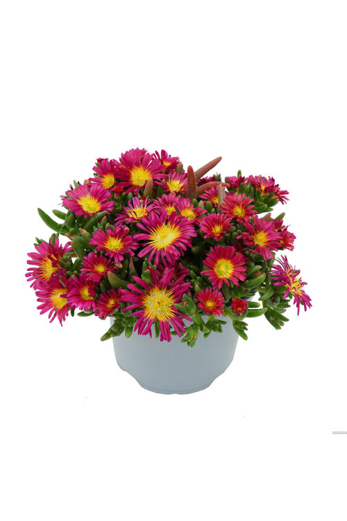 Słonecznica 'Solstice Scarlet Red' | Delosperma