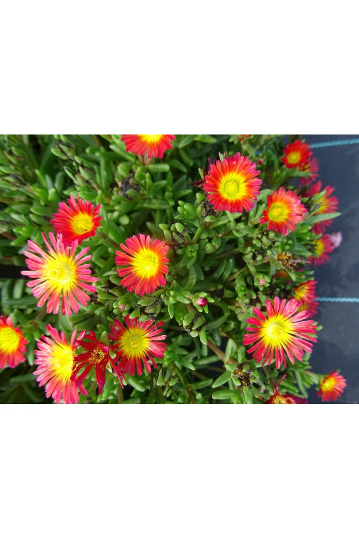 Słonecznica 'Solstice Scarlet Red' | Delosperma