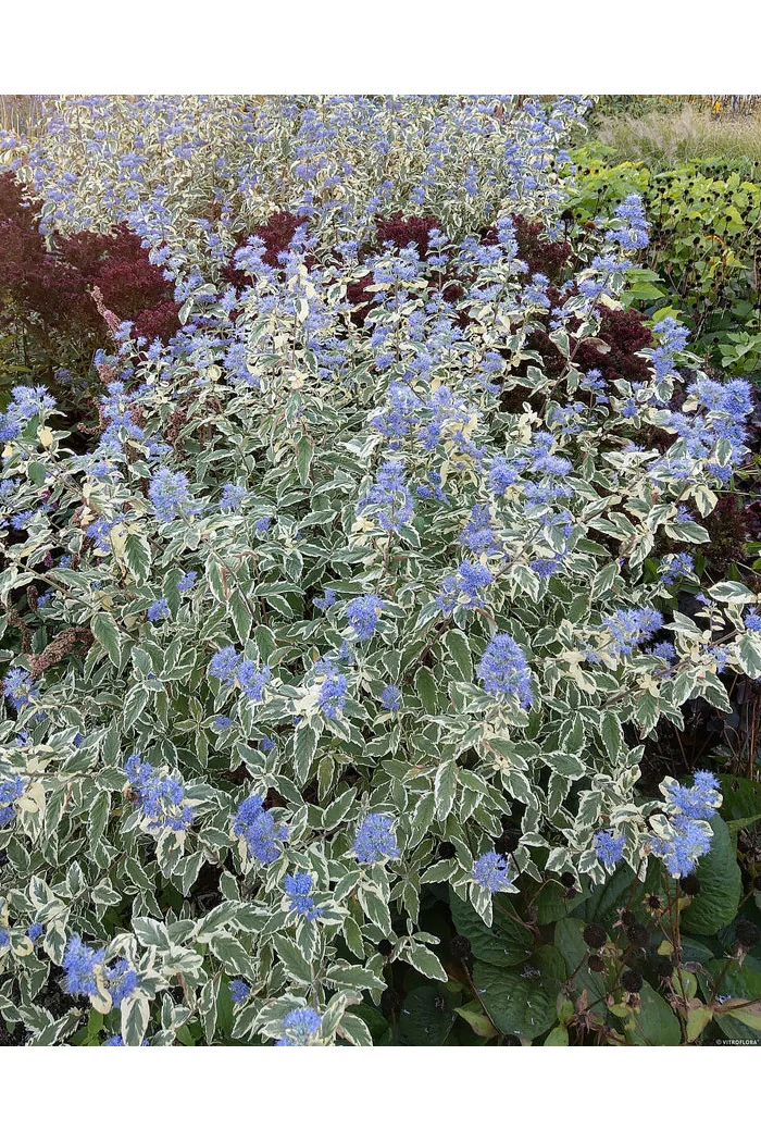Barbula klandońska 'White Surprise' | Caryopteris x clandonensis 