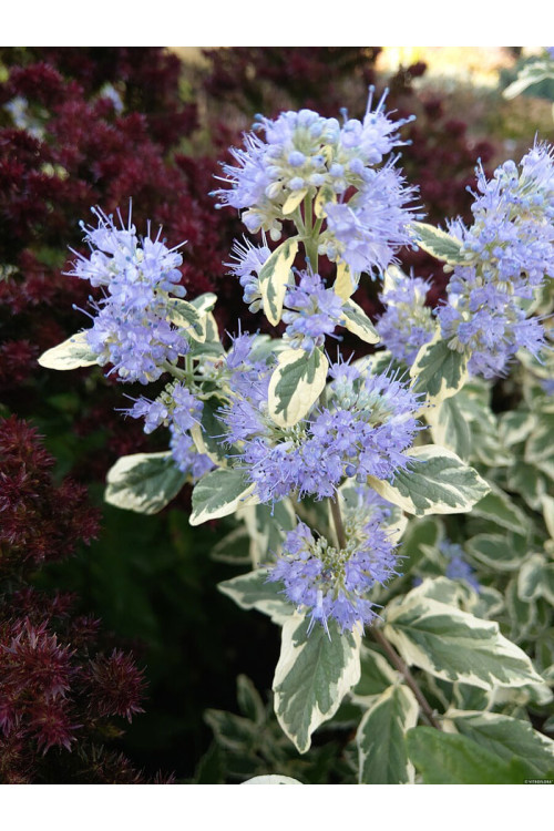 Barbula klandońska 'White Surprise' | Caryopteris x clandonensis 