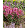 Kłosowiec 'Rosie Posie' | Agastache hybrida