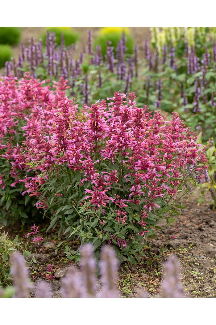 Kłosowiec 'Rosie Posie' | Agastache hybrida