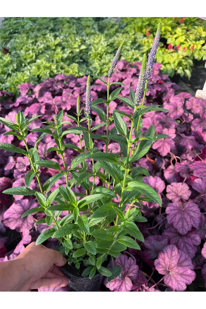 Przetacznik 'Lancita Blue' | Veronica hybrida